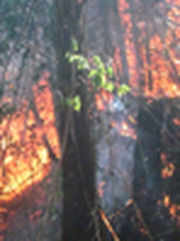 Cận cảnh cháy rừng Hoàng Liên